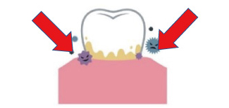 バイオペースト