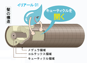 イリアール01　キューティクル
