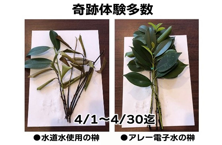 電子水生成器 アレー2 「トヨアレー」